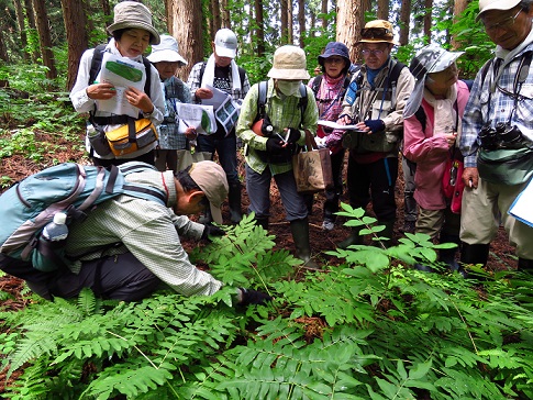 青森市森林博物館 7 11 現地集合観察会 シダ植物観察 入門編