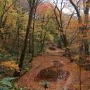 【10/21】自然森林教室 世界自然遺産登録30周年記念 「紅葉の白神を探訪」