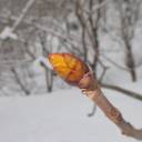 【3/7】「冬芽観察会」